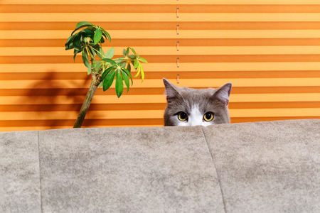 Cat behind sofa against orange backgroundの写真素材