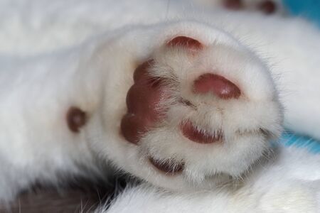 Close-up of a cat's paw with white fur from belowの写真素材