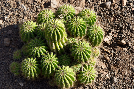 Close-up of a small green cactus plant in a tropical garden. Madeira island, Portugal
