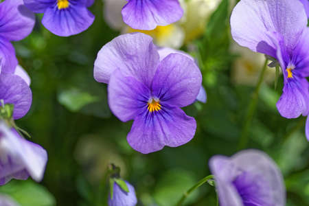 Close-up of purple pansy flower on sunny dayの写真素材