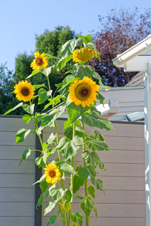 A tall and vibrant bush of sunflower plant stands proudly, showing its bright yellow blooms against a clear blue skyの写真素材
