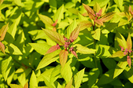 Inflorescence of ornamental shrubs Spiraea japonica Golden Princess in early spring in May. Photo...