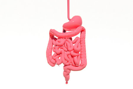 Pink human intestine with bowel on white background, 3D rendering