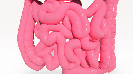 Pink human intestine with bowel on white background, 3D rendering