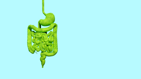 Three-dimensional isolated green stomach model of human intestines on a blue background, 3D...