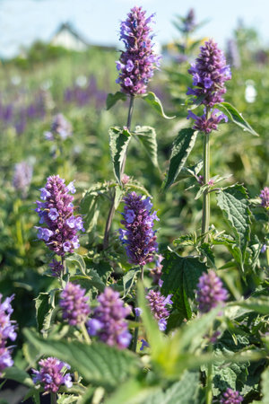 Blooming perennial blue flowers of Agastache mexicana "Blue Boa" close-up. Photo for the catalog of plants of the garden center or plant nursery. Growing, sale and gardining of flowers.の写真素材