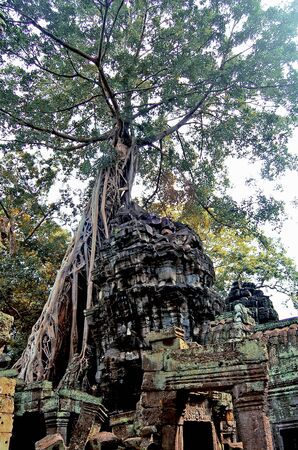 A large tree covering a ruin at Ta Prohm temple at Angkorの写真素材