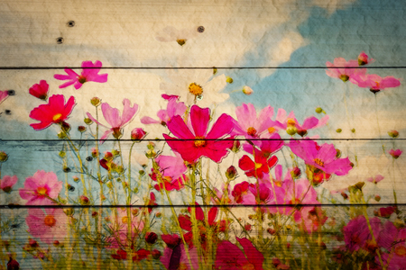 cosmos flower field on wooden texture background. vintage color tone with filter color effect.の写真素材