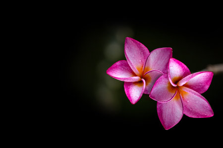 Pink frangipani flowers isolated on black background with copy space.の写真素材