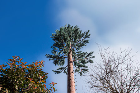 Telecommunication tower imitation tree on day noon  blue sky background.の写真素材