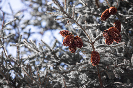 Fir tree branches with cones covered with hoarfrost in winter.の写真素材