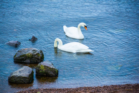 Swan coupleの写真素材