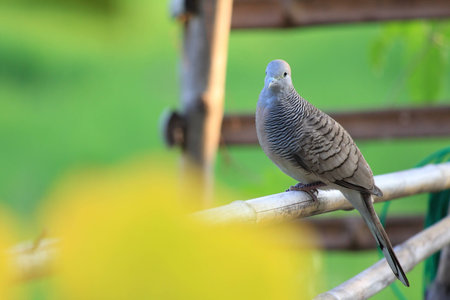 a lonely doveの写真素材