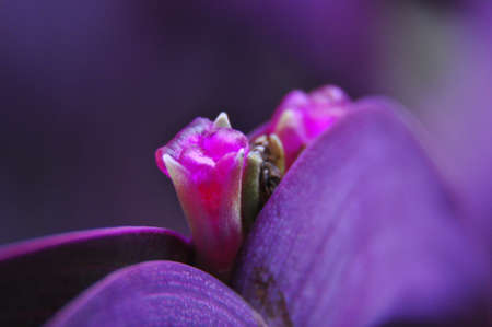 Venus Flytrapの写真素材