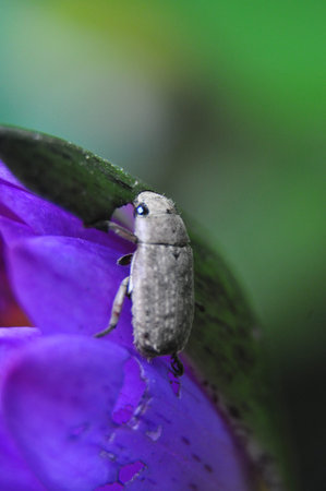 Bug eat lotus