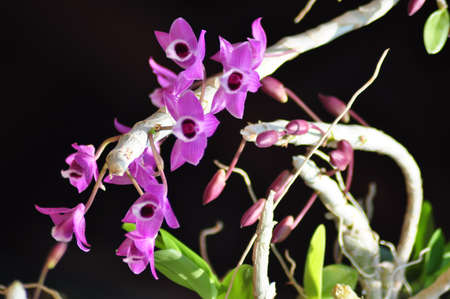 Violet orchids on the black back groundの写真素材