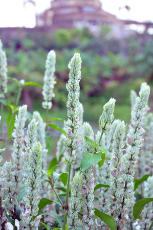 Close up the white flower  in fresh morning