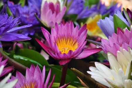 Lotus の写真素材