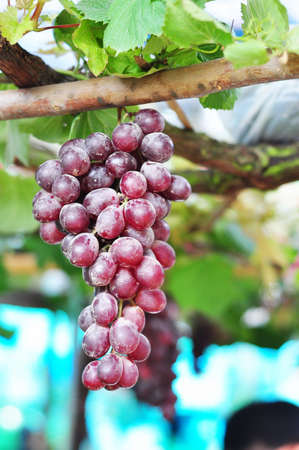  Single bunch of red grapesの写真素材