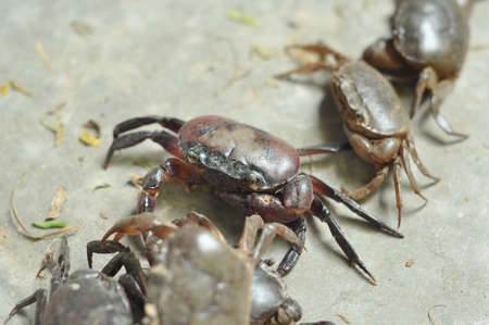 black crab の写真素材