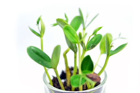 Young plantの写真素材