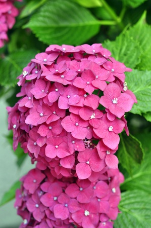 Pink Hydrangea flowers in boomの写真素材