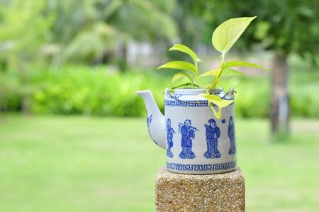 Devil s ivy  in teakettleの写真素材