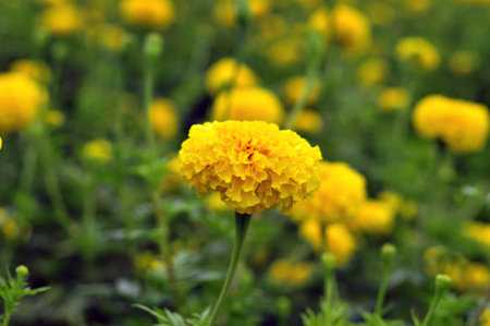 Yellow marigold