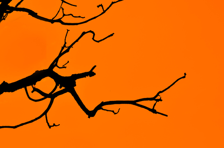 The silhouettes of branchの写真素材