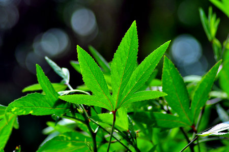 leaf textureの写真素材