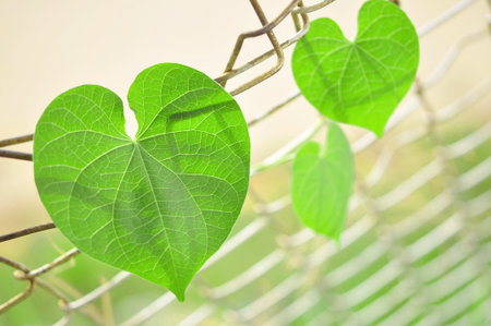 fresh and green leaves 