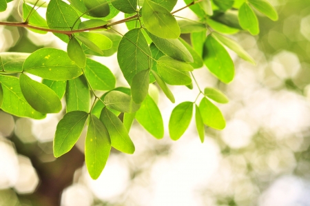 fresh and green leavesの写真素材
