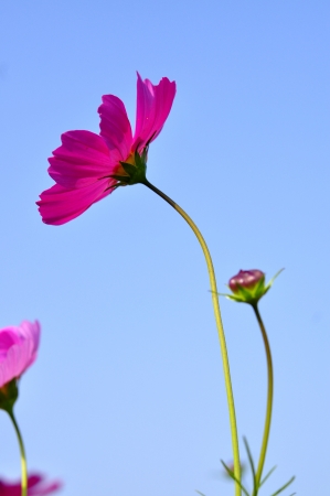 The Cosmos Flower on blue skyの写真素材