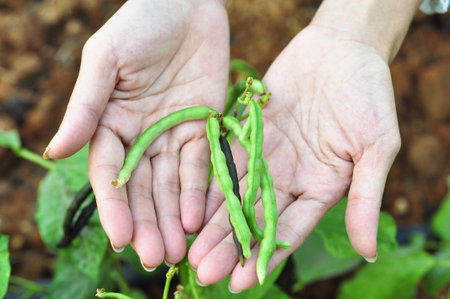 Horizontal photo of female hands holding fresh green beans with vegetable garden の写真素材
