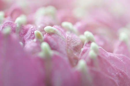 flower in softfocusの写真素材