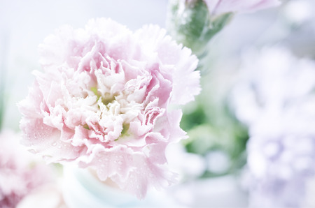 beautiful flowers made with color filtersの写真素材