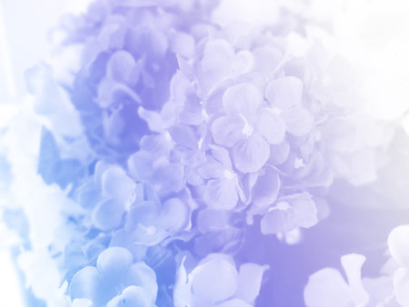 beautiful flowers made with color filtersの写真素材