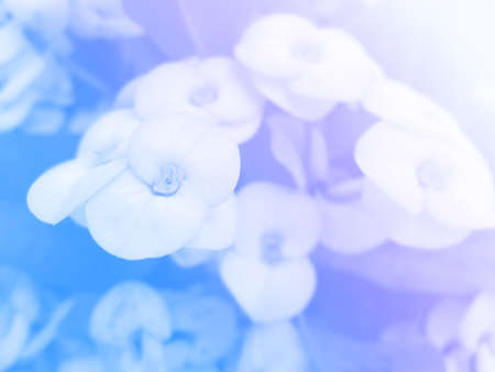 beautiful flowers made with color filtersの写真素材