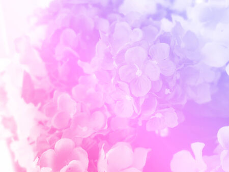 beautiful flowers made with color filtersの写真素材