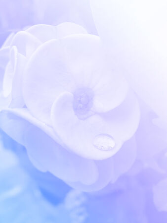 beautiful flowers made with color filtersの写真素材