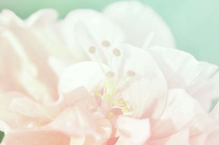 beautiful flowers made with color filtersの写真素材