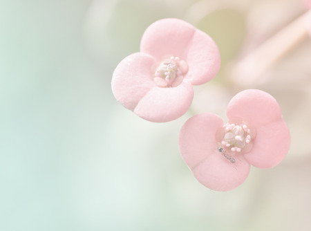 beautiful flowers made with color filtersの写真素材