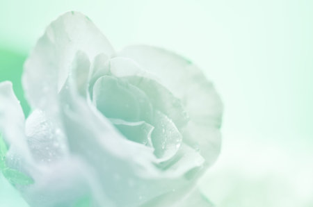 beautiful flowers made with color filters