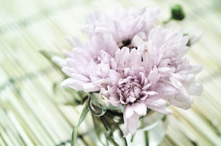 Pink flowers in a vaseの写真素材