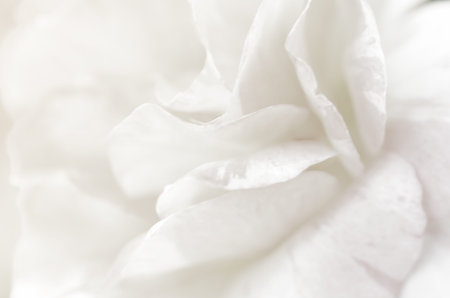 sweet flowers in soft style for backgroundの写真素材