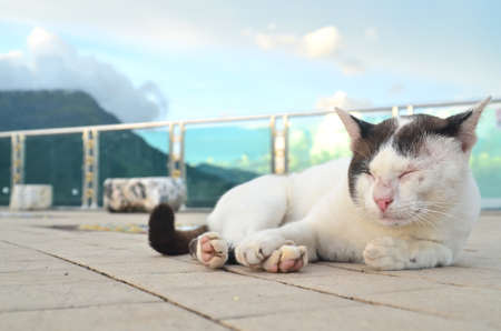 cat close eyesの写真素材