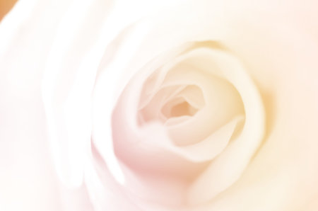 beautiful flowers with color filters