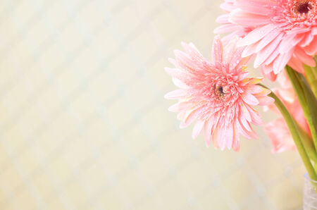 sweet flowers in color filterの写真素材