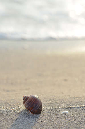 Clamshell on sunny beach in morningの写真素材