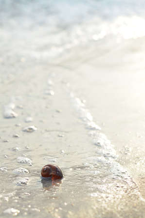 Clamshell on sunny beach in morningの写真素材